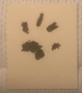 Lawrence's paw print